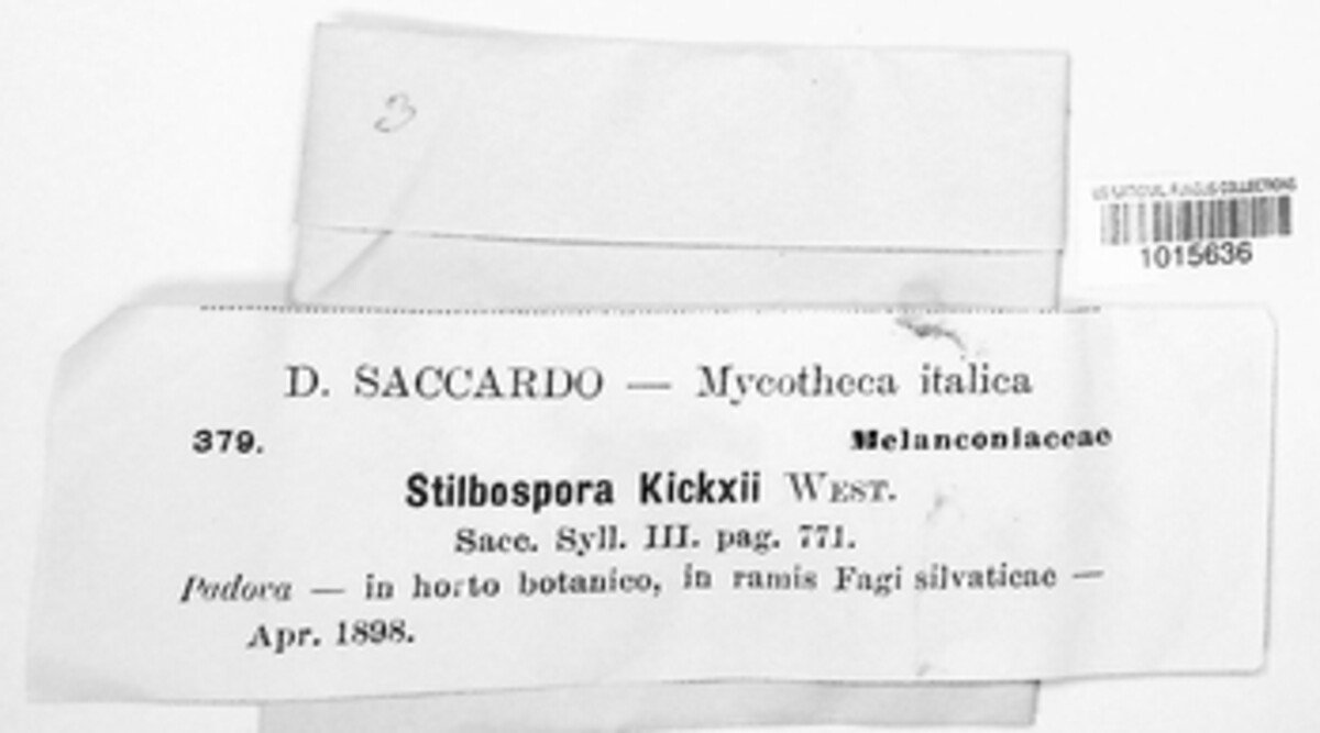 Neohendersonia kickxii image